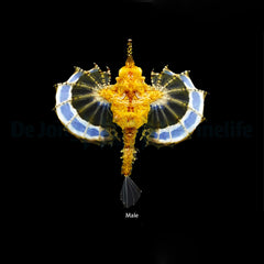 Eurypegasus draconis