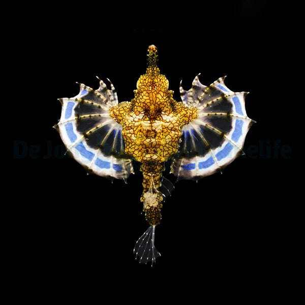 Eurypegasus draconis