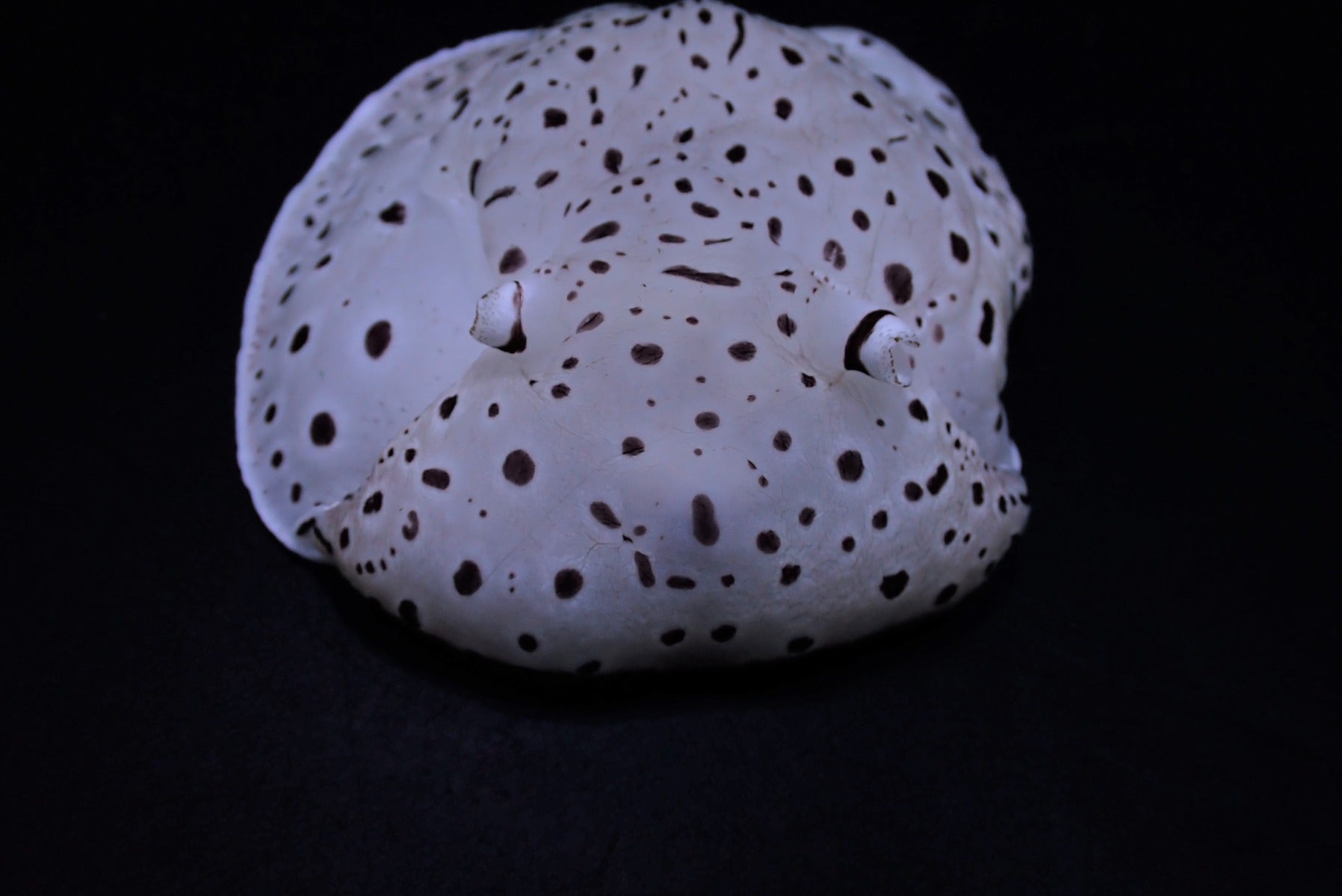 Euselenops luniceps