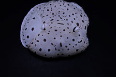 Euselenops luniceps