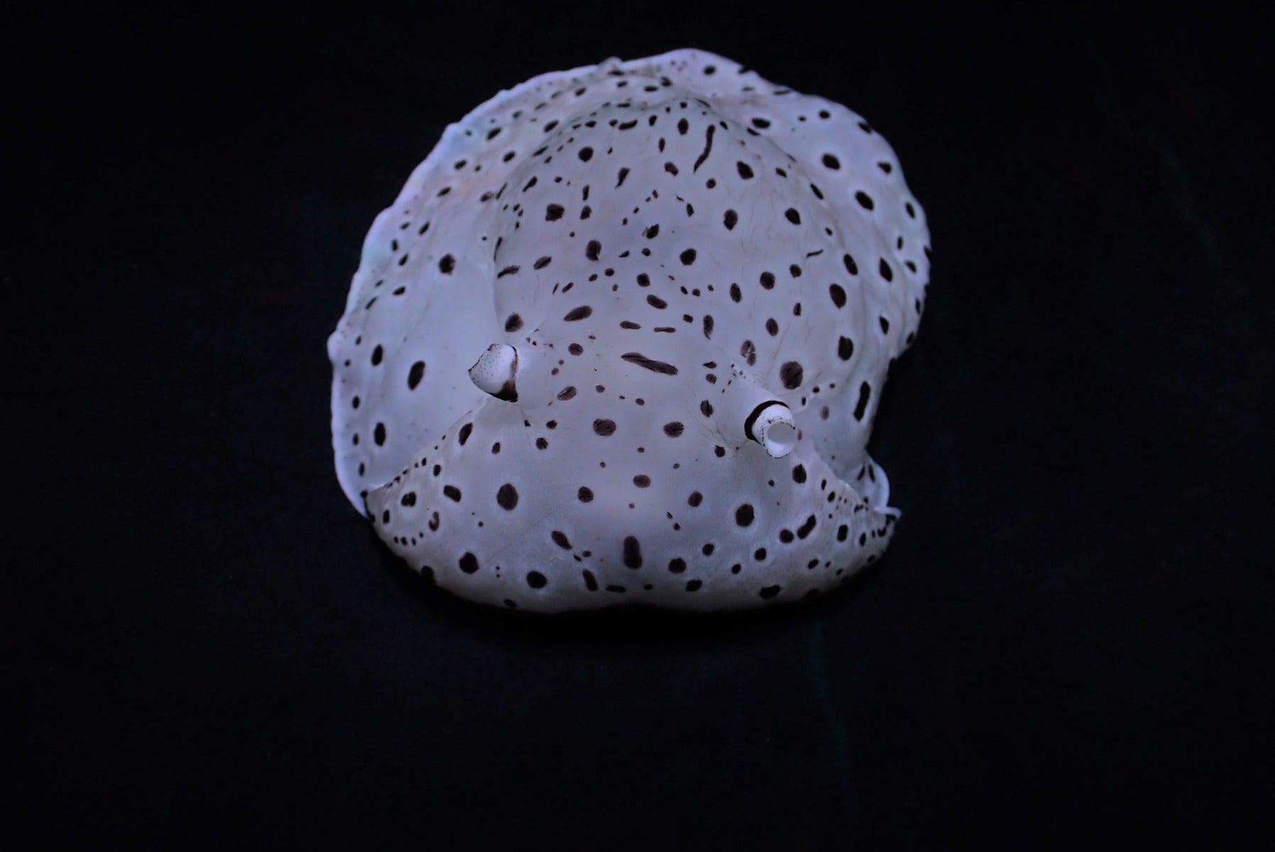 Euselenops luniceps
