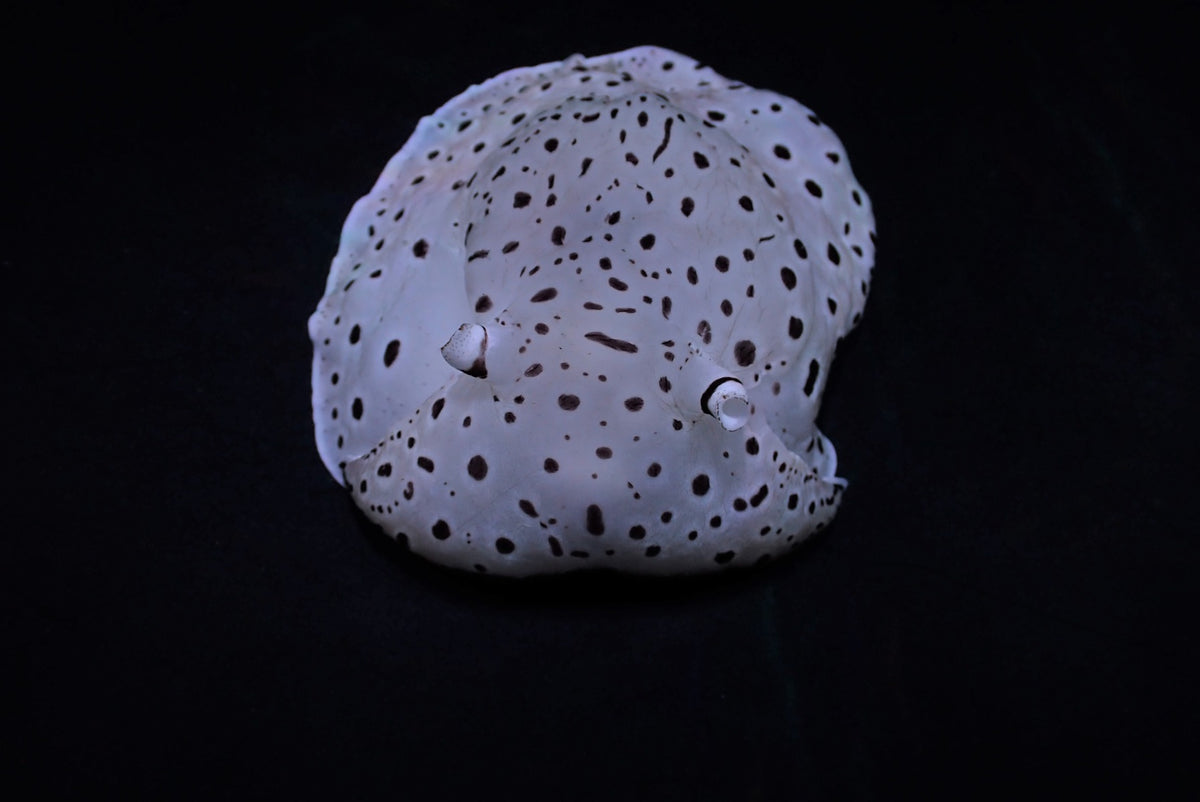Euselenops luniceps