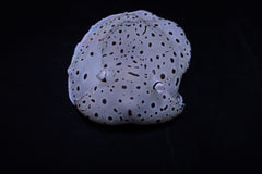 Euselenops luniceps