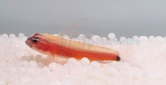 Eviota nigriventris