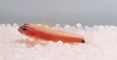 Eviota nigriventris