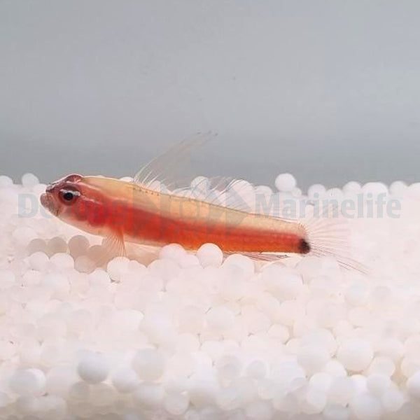 Eviota nigriventris