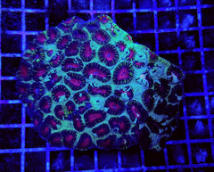 Plesiastrea spp.