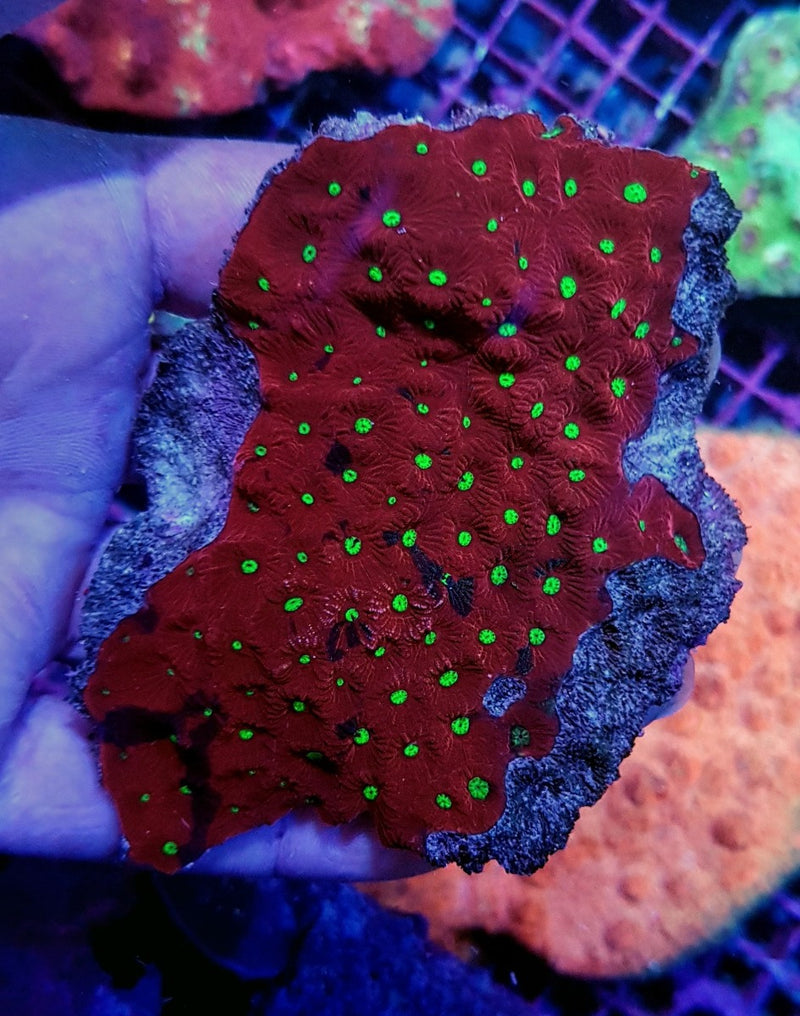 Favites spp. (Red Premium)