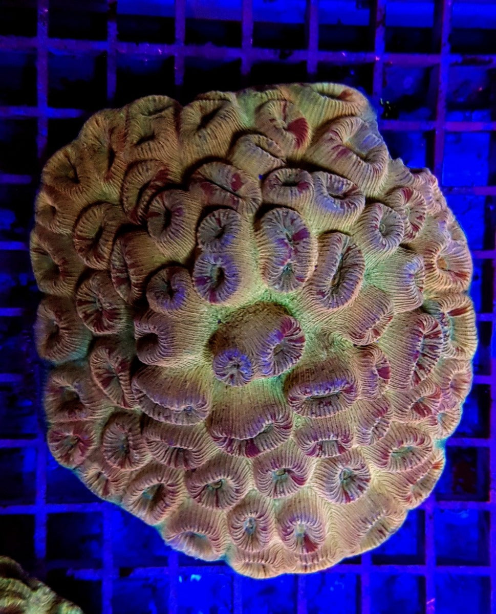 Barabattoia amicorum (Ultra)