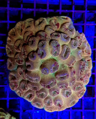 Barabattoia amicorum (Ultra)