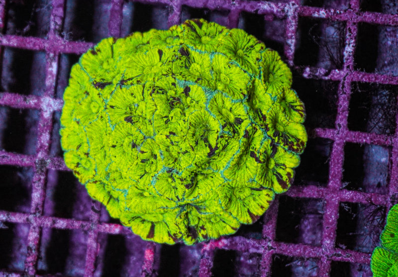 Favites spp. (Green Premium)