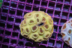 Barabattoia amicorum (Premium)