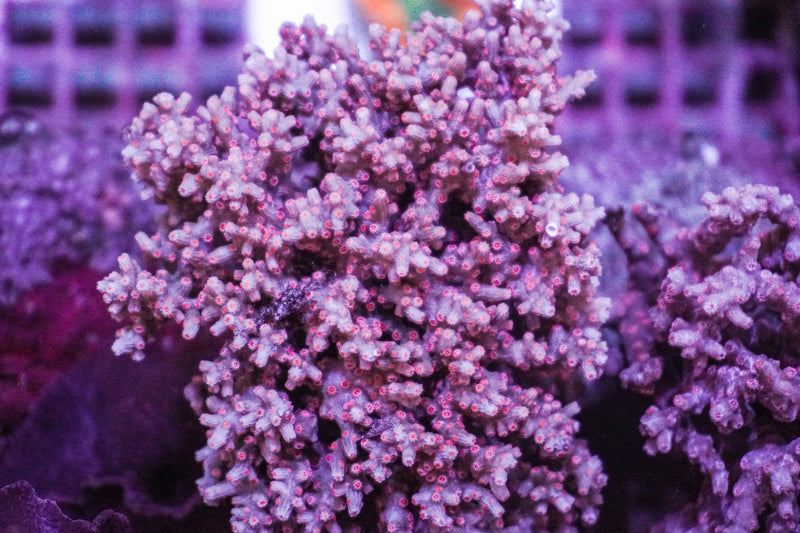 Cyphastrea decadia