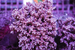 Cyphastrea decadia