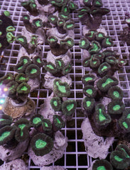 Caulastrea furcata