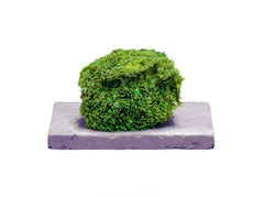 Frag Tiles - 10 pcs