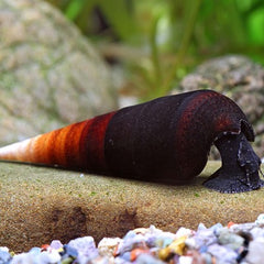 Faunus ater snail 5 cm.