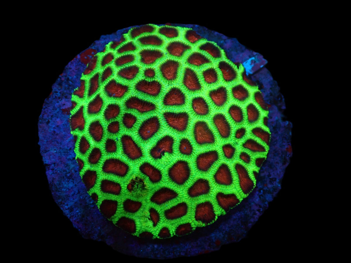 Favia sp. (Christmas) (L) pb 172