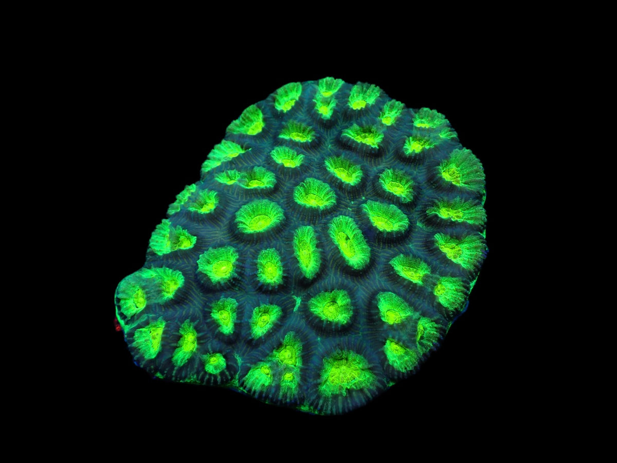 Favia sp. (Green) (Ultra) pb 380