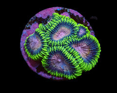 Acropora bifaria (Walt Disney) (M) f 322