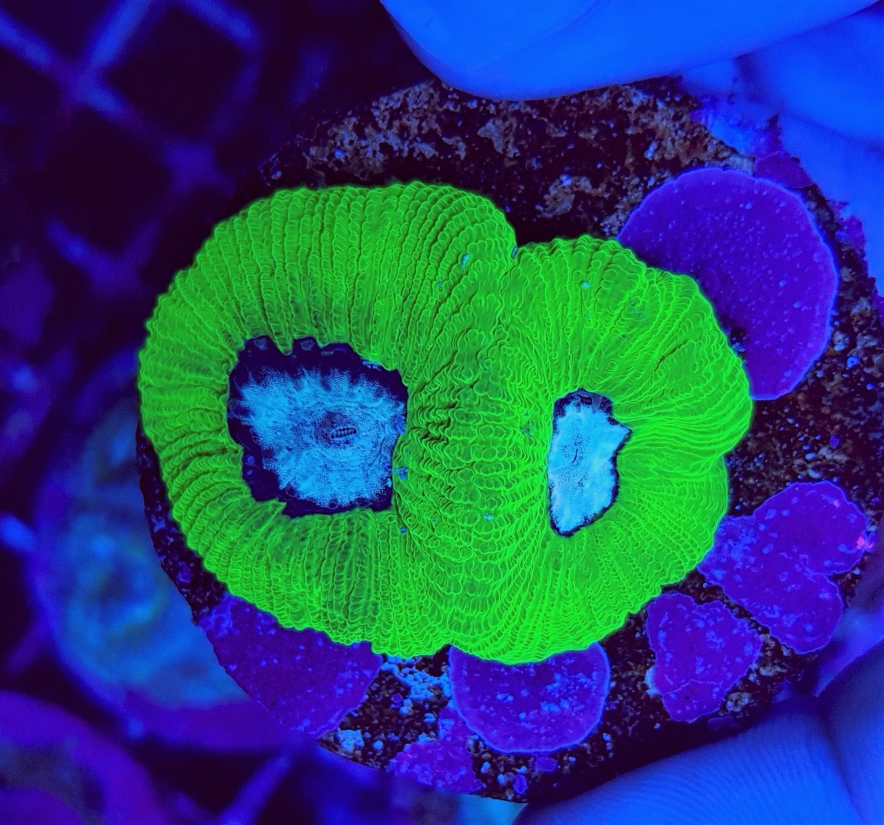 Favia spp. (Green) (frag)