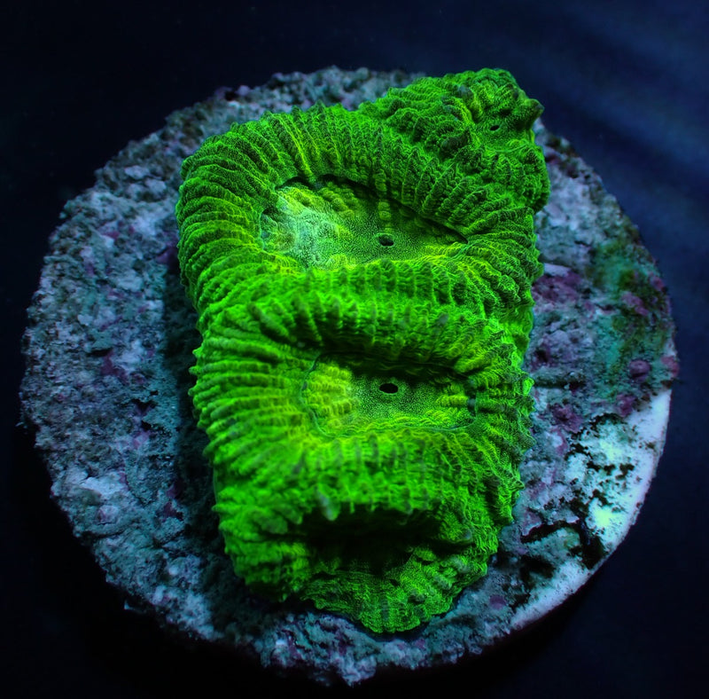 Favia spp. (Green) (frag)