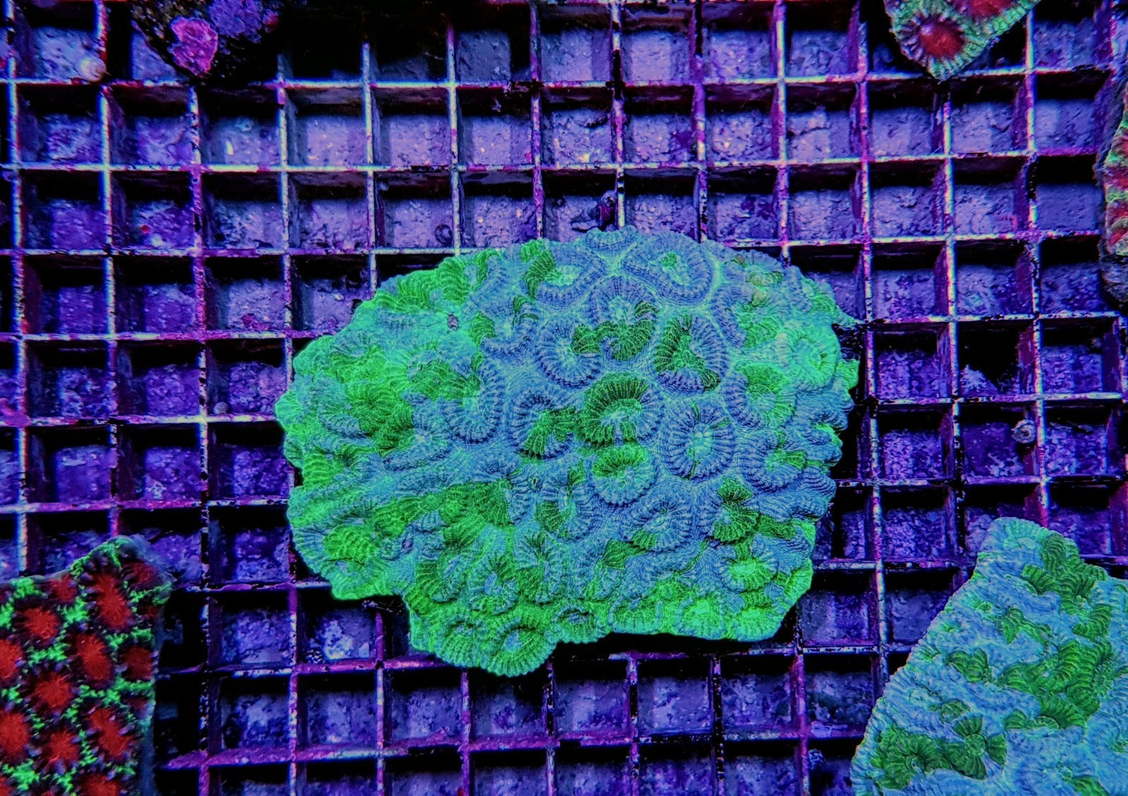 Favia spp. (Green) (Premium)