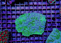 Favia spp. (Green) (Premium)