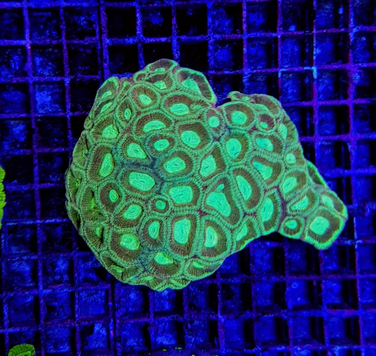 Favia spp. (Green) (Premium)