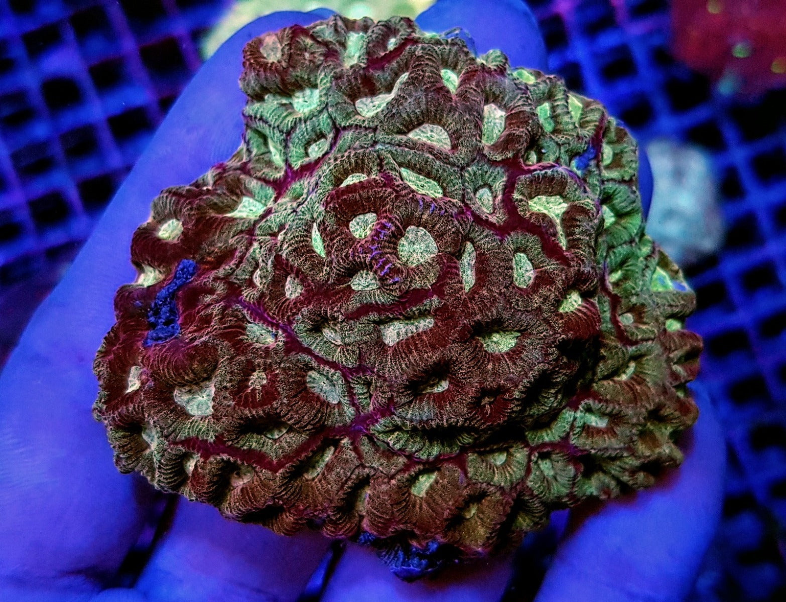 Favia spp. (Premium)