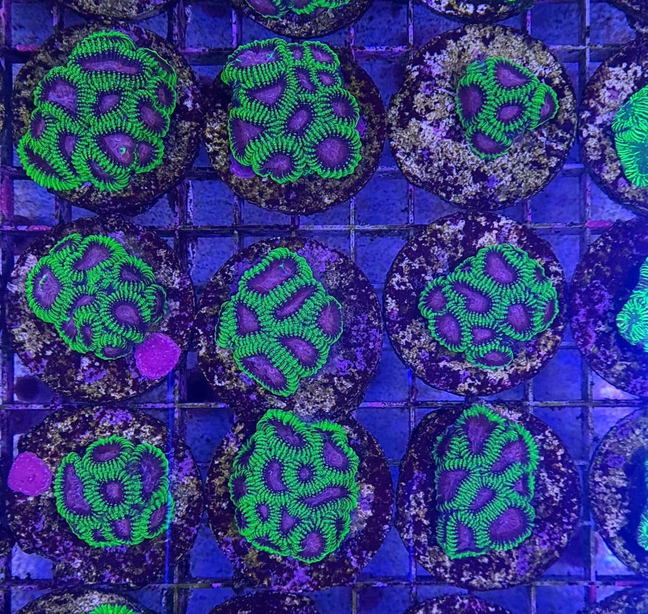 Favia spp. (Premium) (frag)