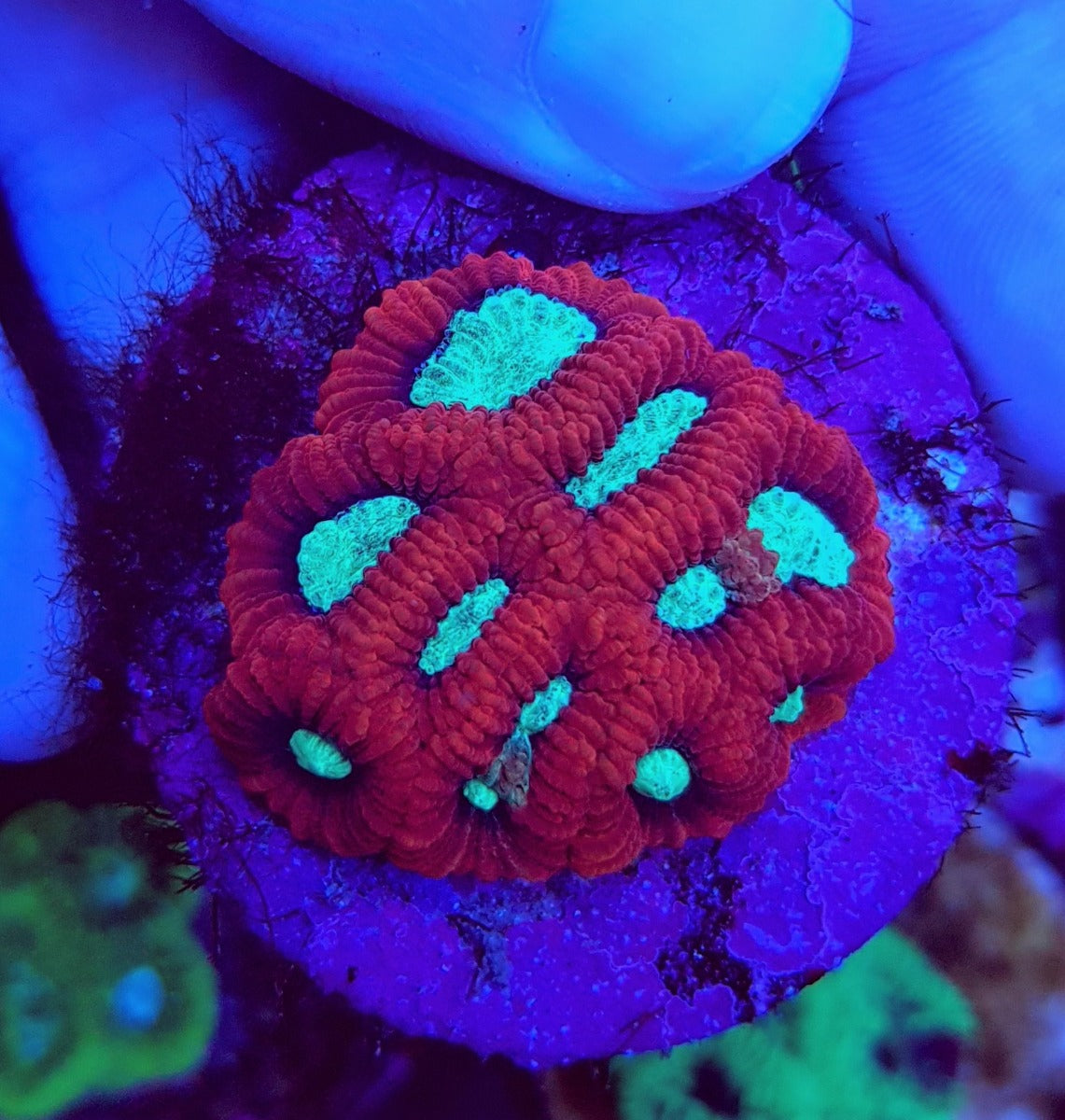 Favia spp. (Premium) (frag)