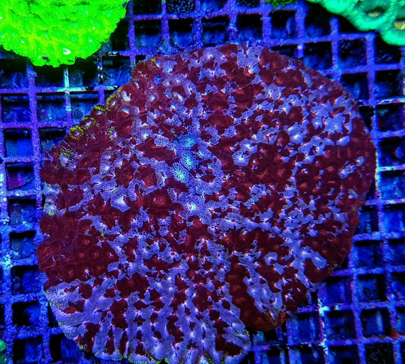 Favia spp. (Red) (Premium)