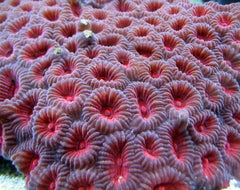 Favia spp. (Red) (Premium)