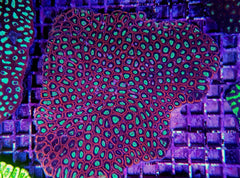 Favia spp. (Red) (Premium)