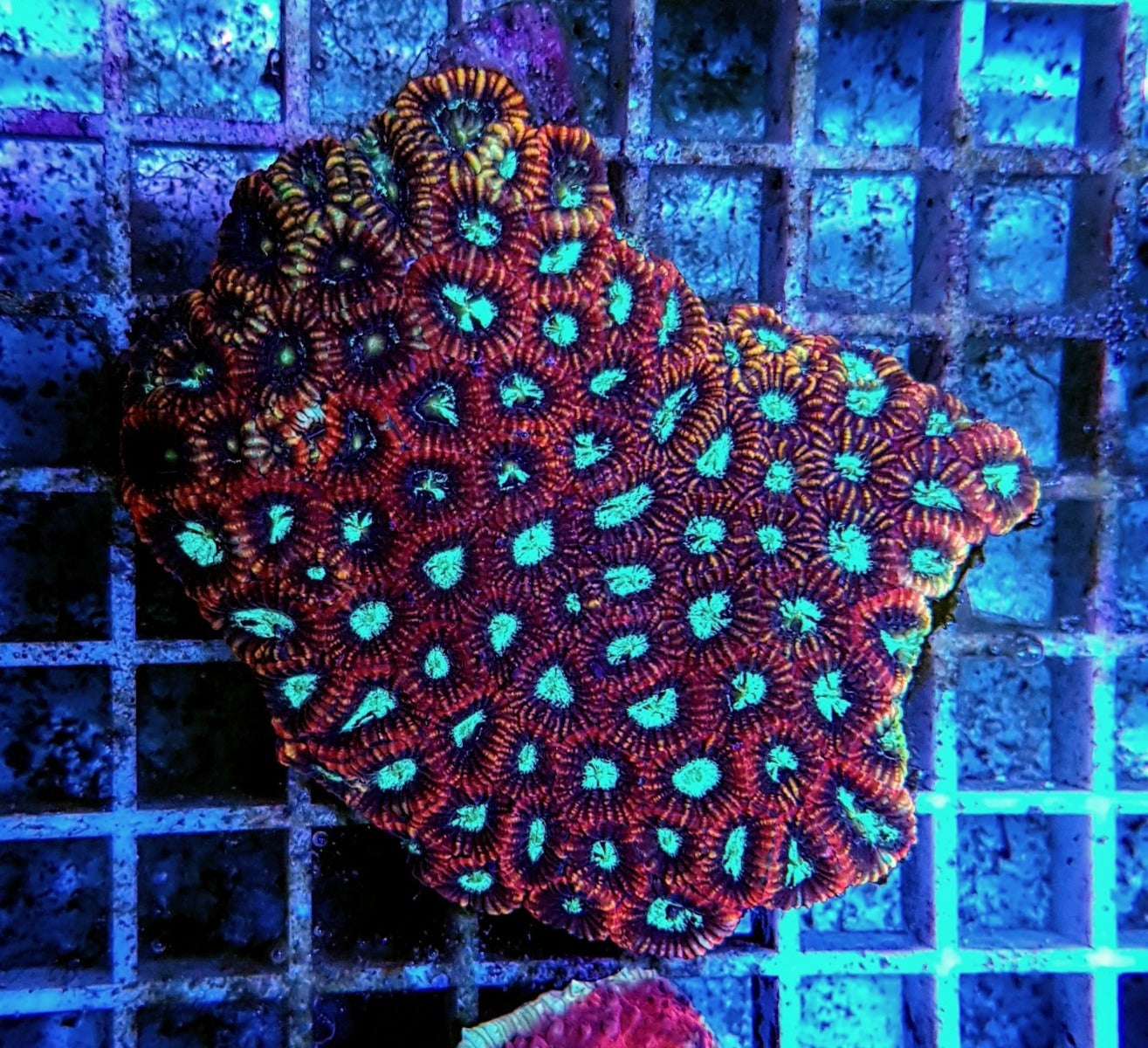Favia spp. (Red) (Premium)