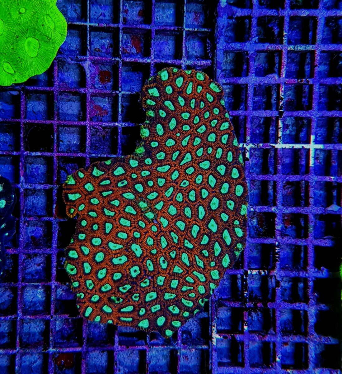 Favia spp. (Red) (Premium)