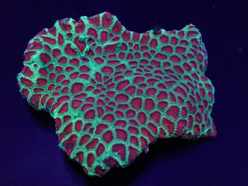Favia spp. (Red) (Premium)