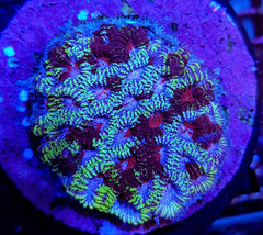 Favia spp. (Ultra) (frag)