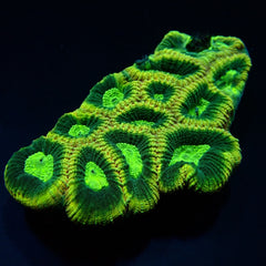 Favites complanata