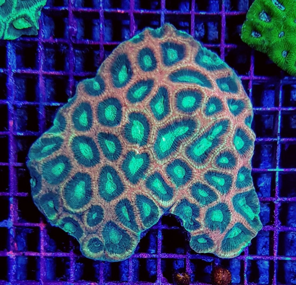 Favites complanata