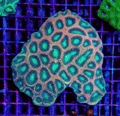 Favites complanata