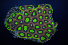Favites complanata (Dragon Soul)
