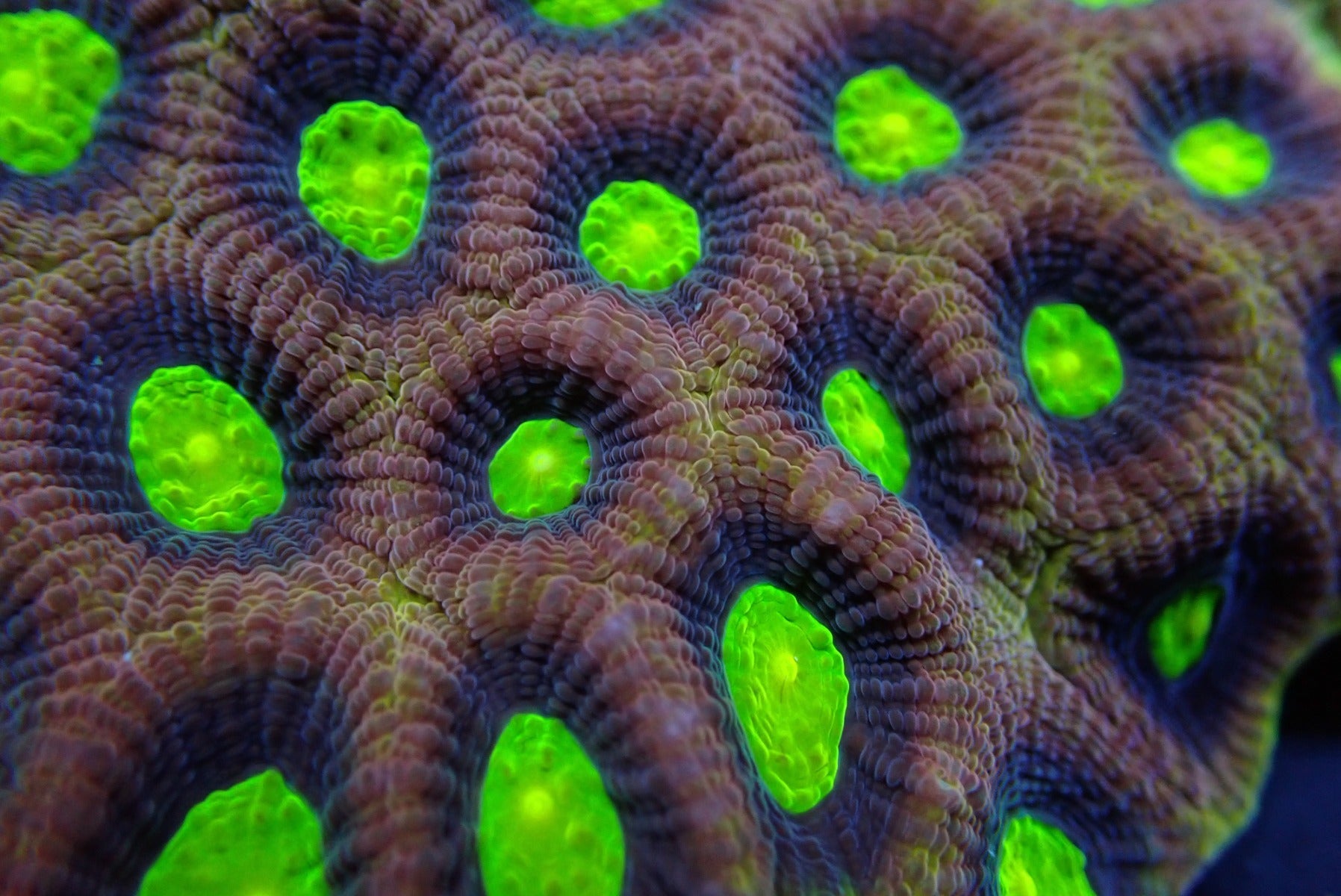 Favites complanata (Dragon Soul)