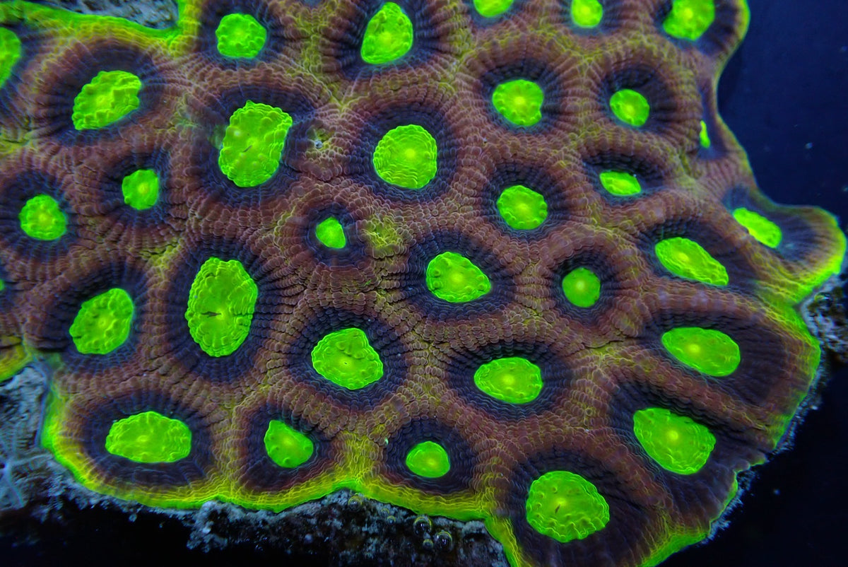 Favites complanata (Dragon Soul)