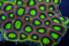 Favites complanata (Dragon Soul)