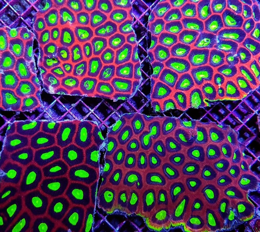 Favites complanata (Dragon Soul)