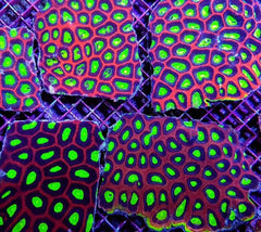 Favites complanata (Dragon Soul)