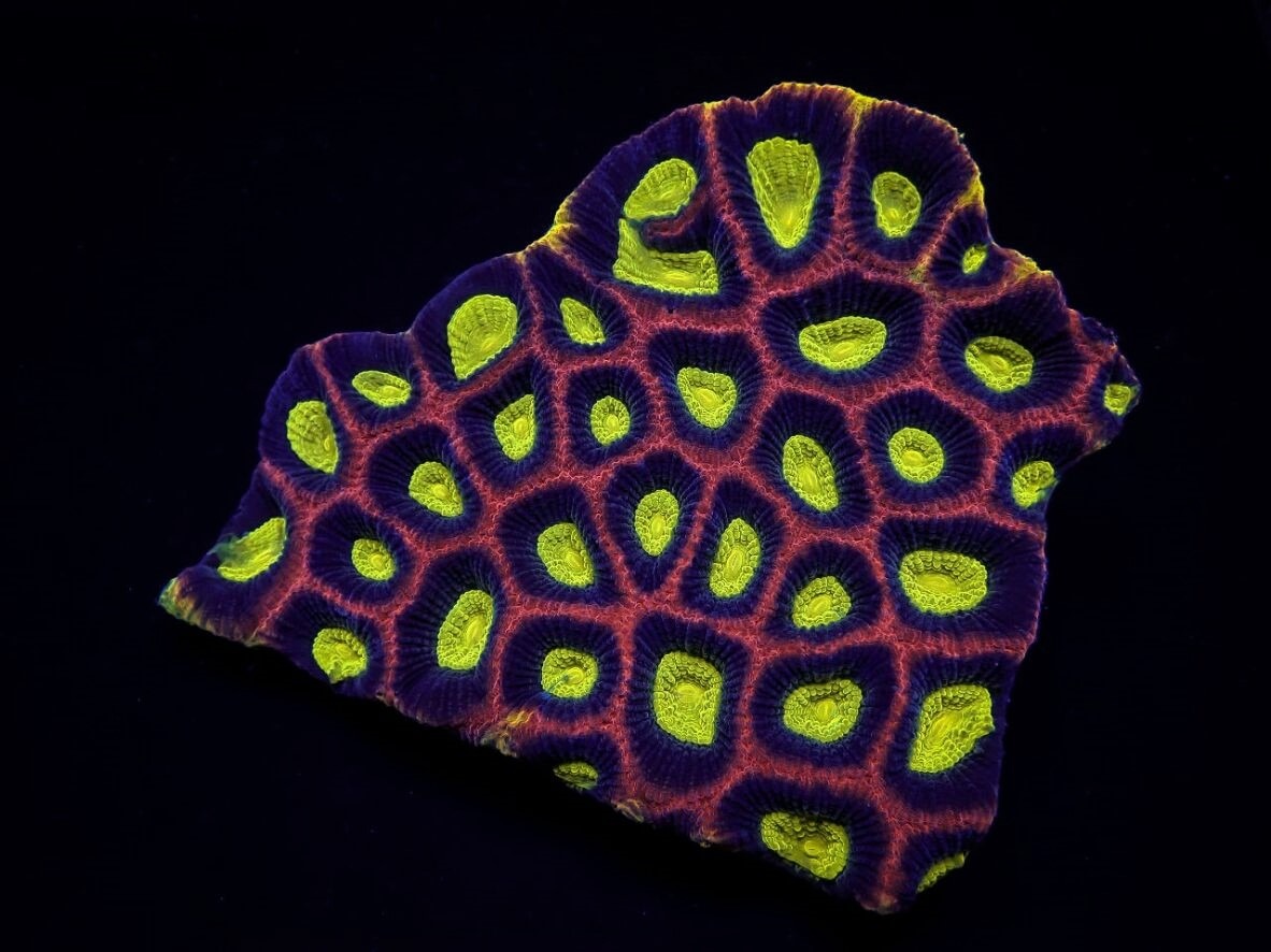 Favites complanata (Dragon Soul)