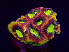 Favites complanata (Dragon Soul) (frag)